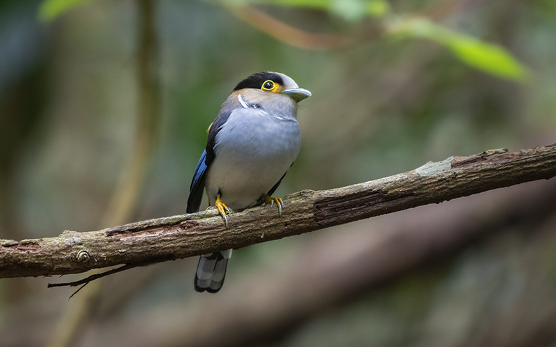Silver-breasted Broadbill (Serilophus lunatus) at Di Linh Bird Hides - Southern Vietnam. Photo by: Phuc Le - Vietnam Bird Photography Tours - Vietbirdphototours.com